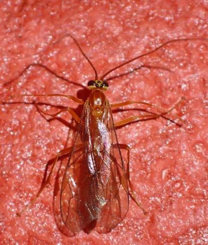 Netelia sp.